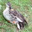 Spot-billed Duck